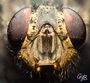 Calliphora_Vicina.png